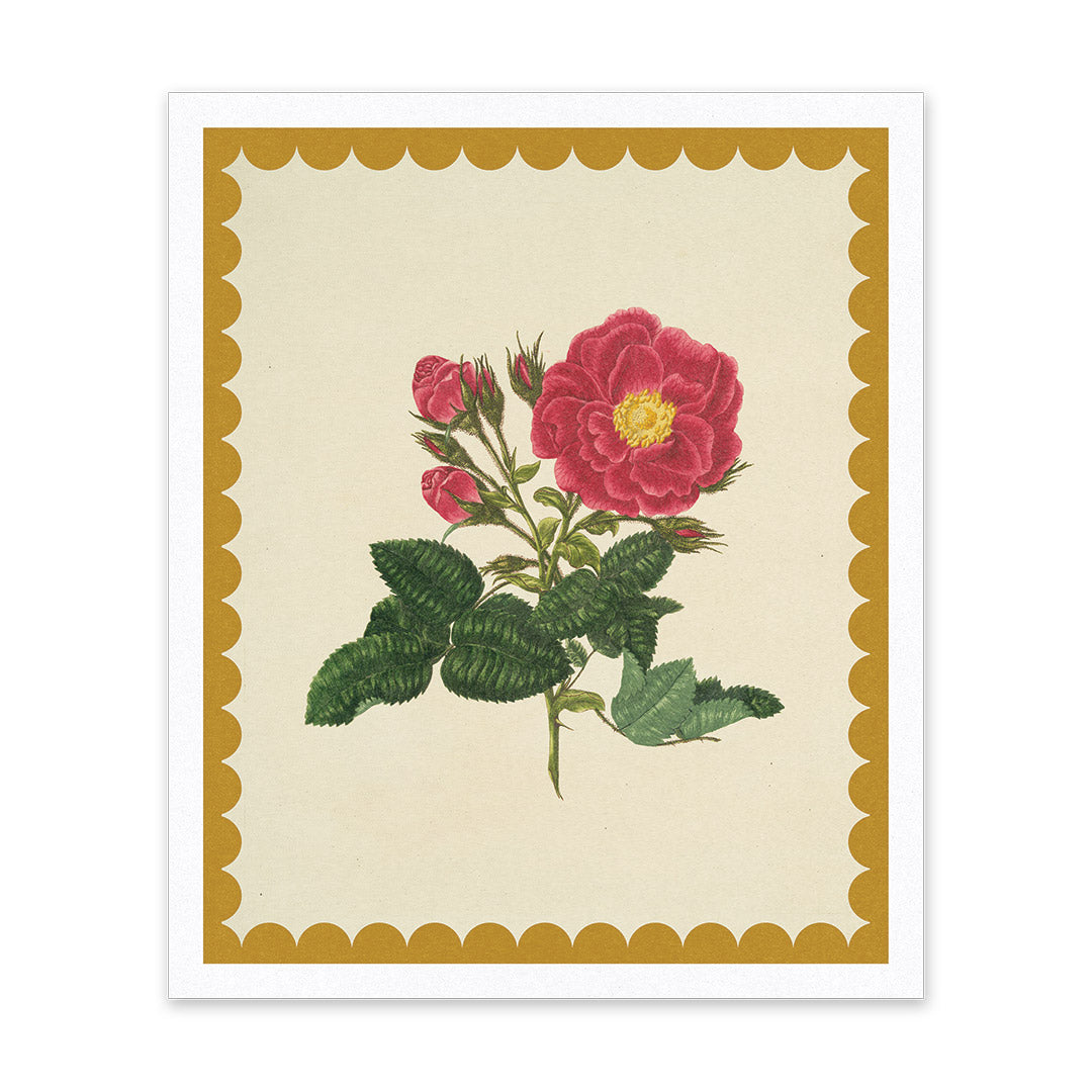 Picture of Drift Rose Riso Print (10x12) (12208)