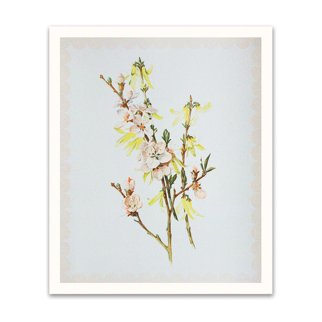 Picture of Spring Blossom Riso Print (10x12) (12209)