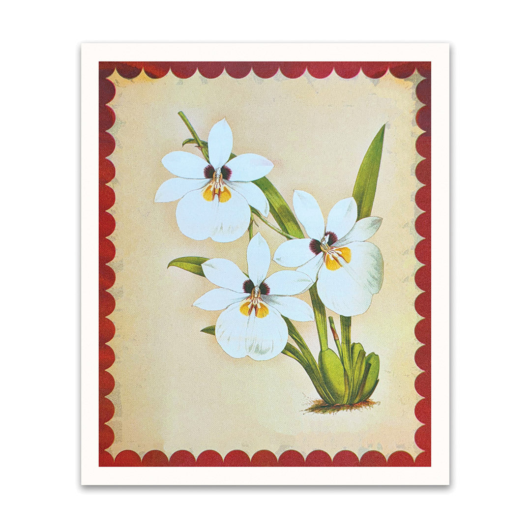 Picture of White Orchid Riso Print (10x12) (12212)
