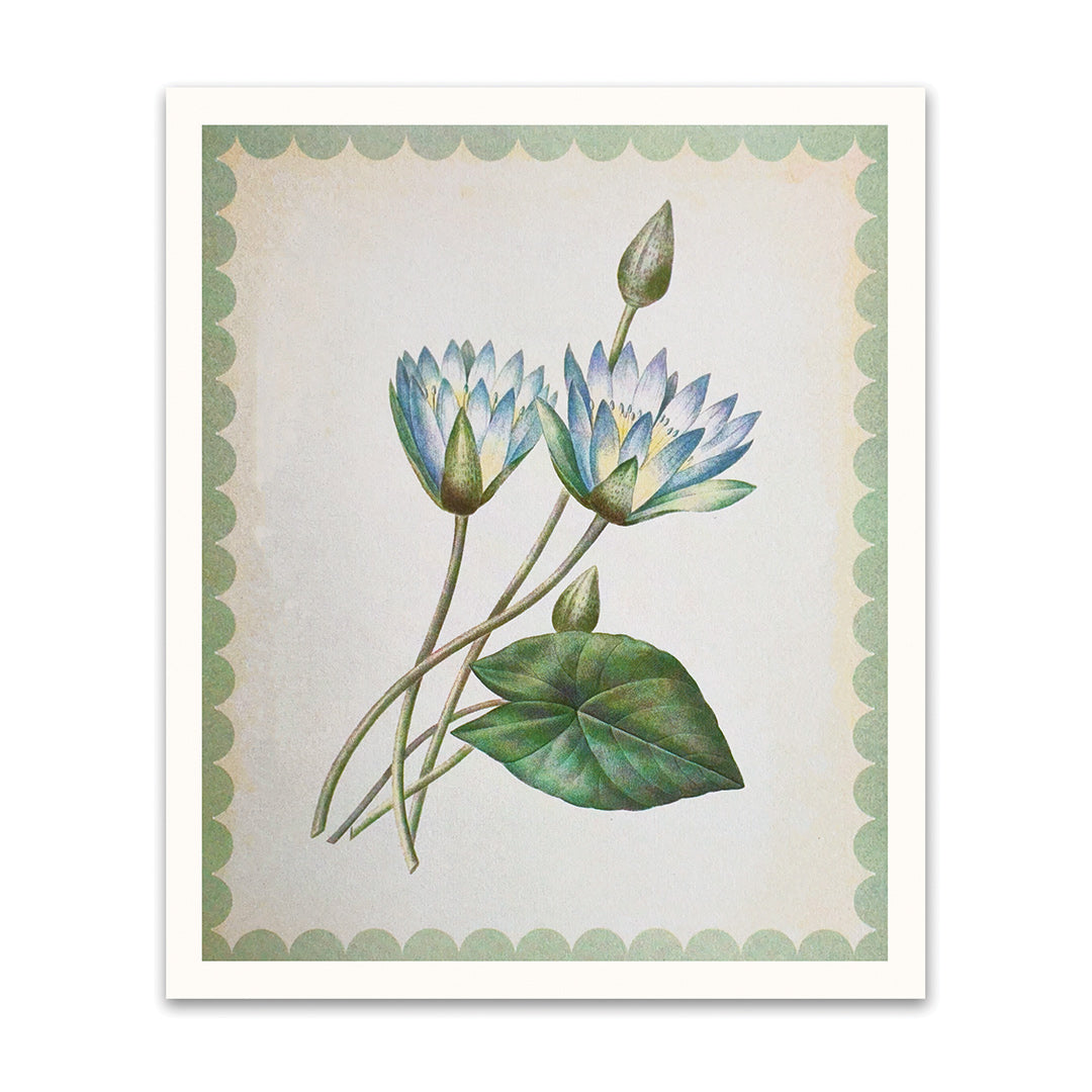 Picture of Nymphaea-Caerulea Riso Print (10x12) (12465)