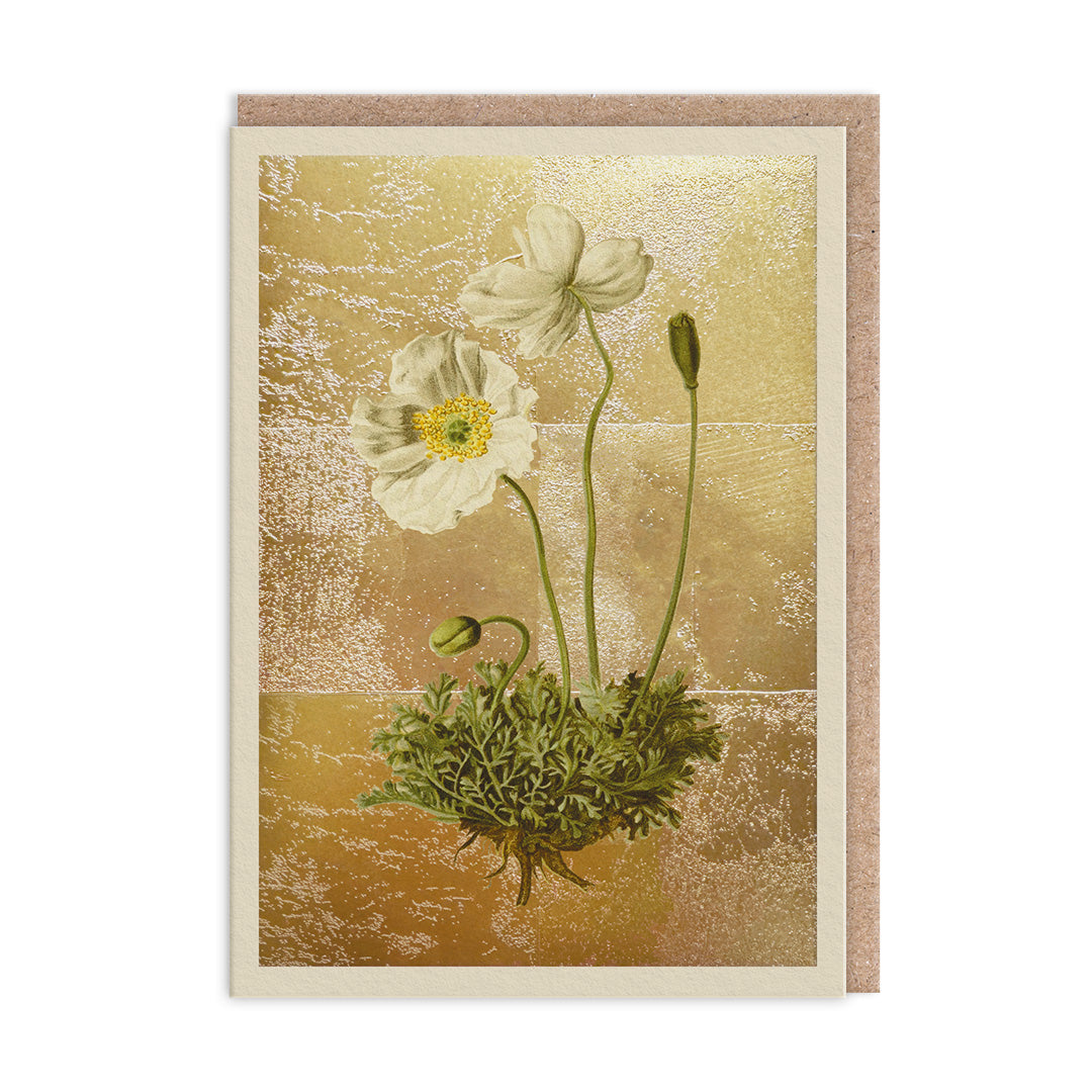 Picture of Papaver Alpinum Greeting Card (11991)
