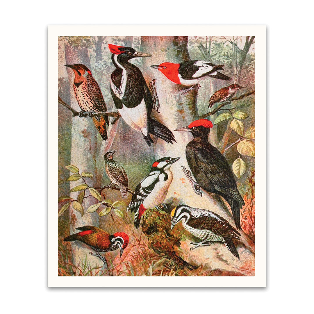 Picture of Forest Birds Riso Print (10x12) (12194)