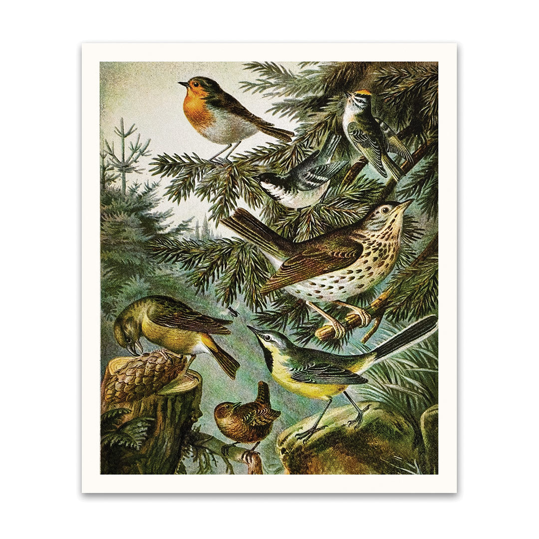 Picture of British Birds Riso Print (10x12) (12195)