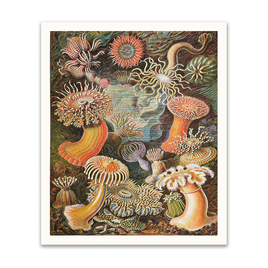 Picture of Anenomes Riso Print (10x12) (12196)