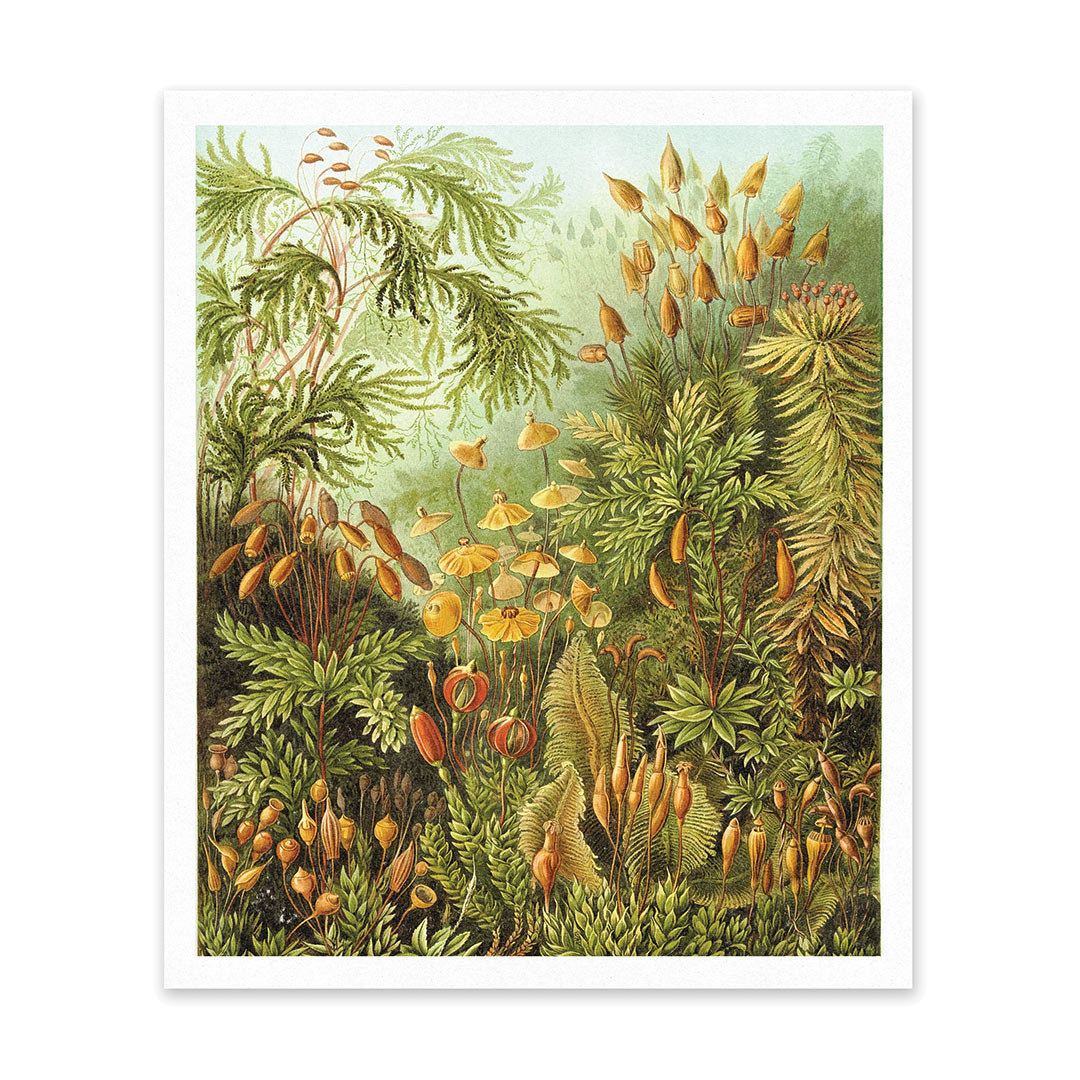 Picture of Fungi Forest Riso Print (10x12) (12622)