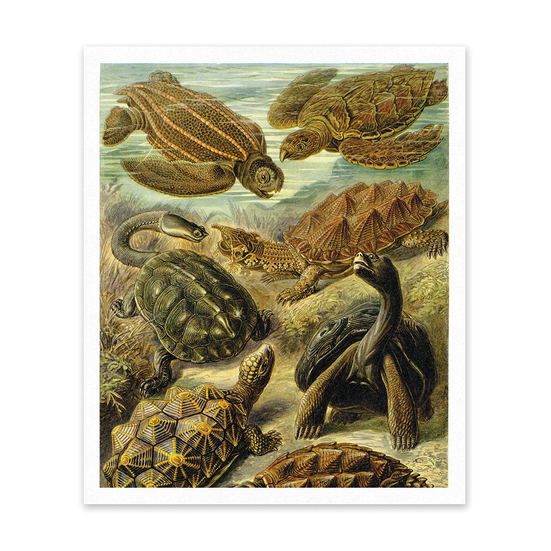 Picture of Turtles Under Water Riso Print (10x12) (12623)