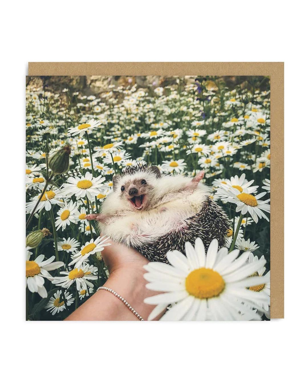 Picture of Hedgehog Daisy Field Greeting Card (3754)