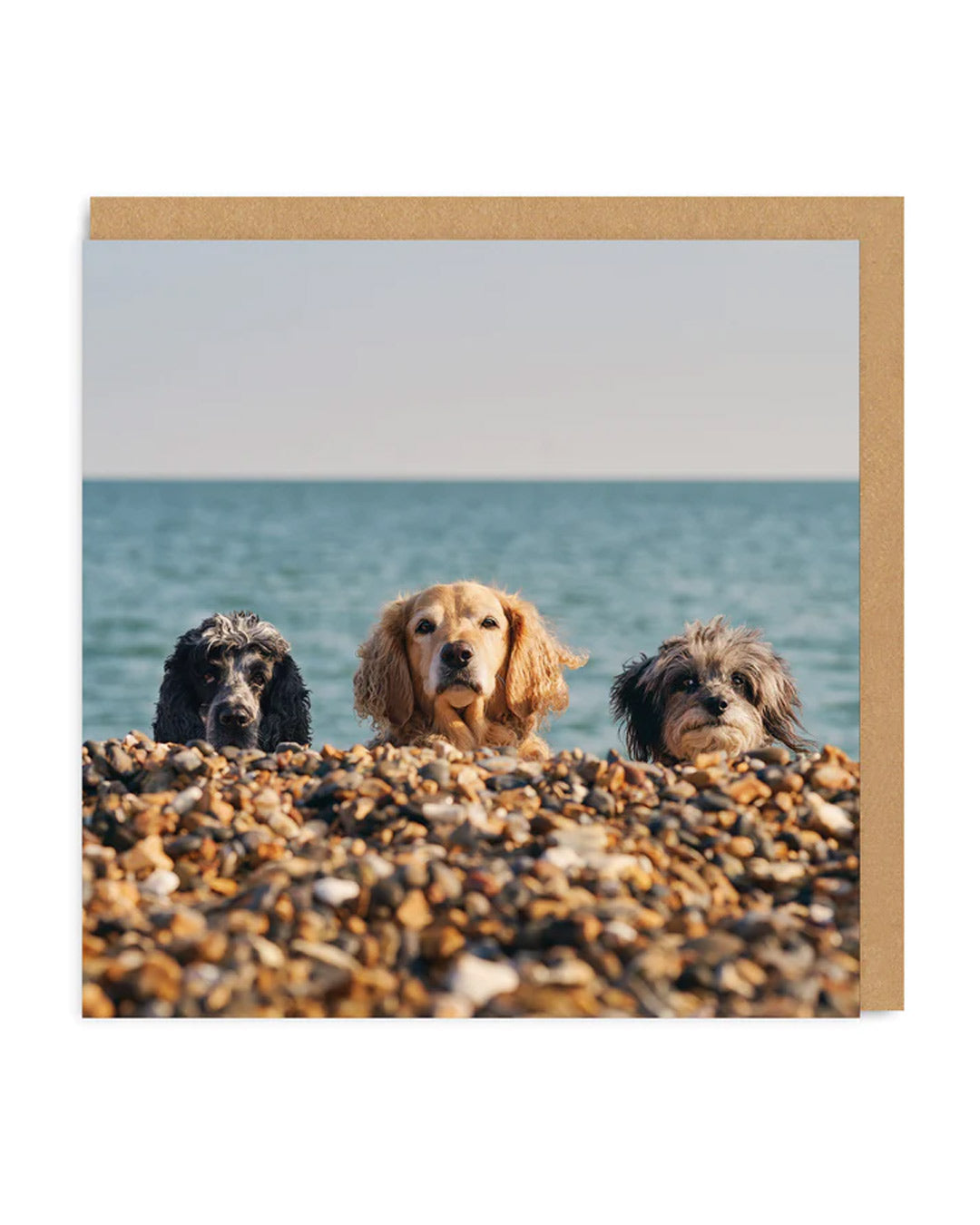 Picture of Three Beach Dogs Greeting Card (4849)
