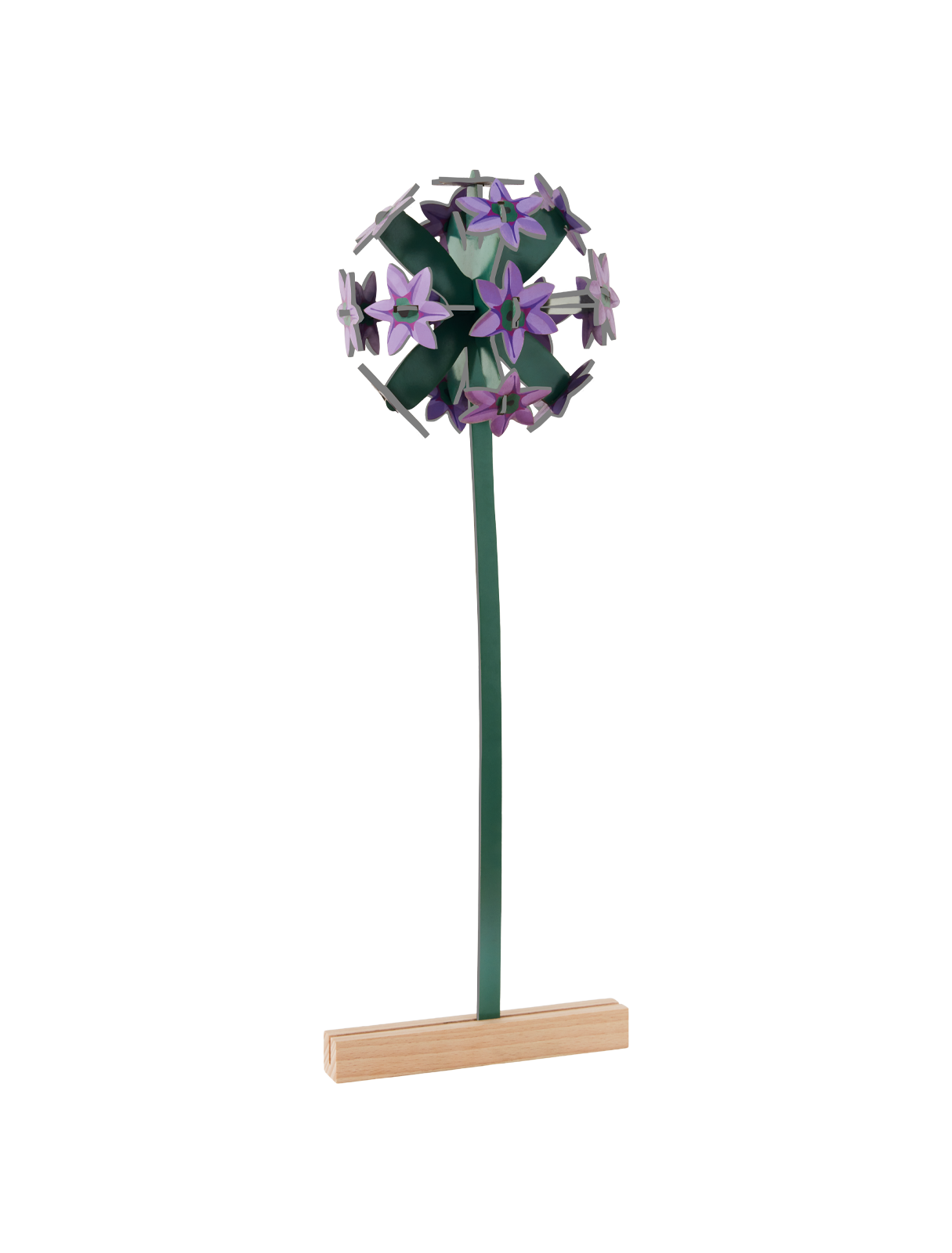 Picture of Allium 