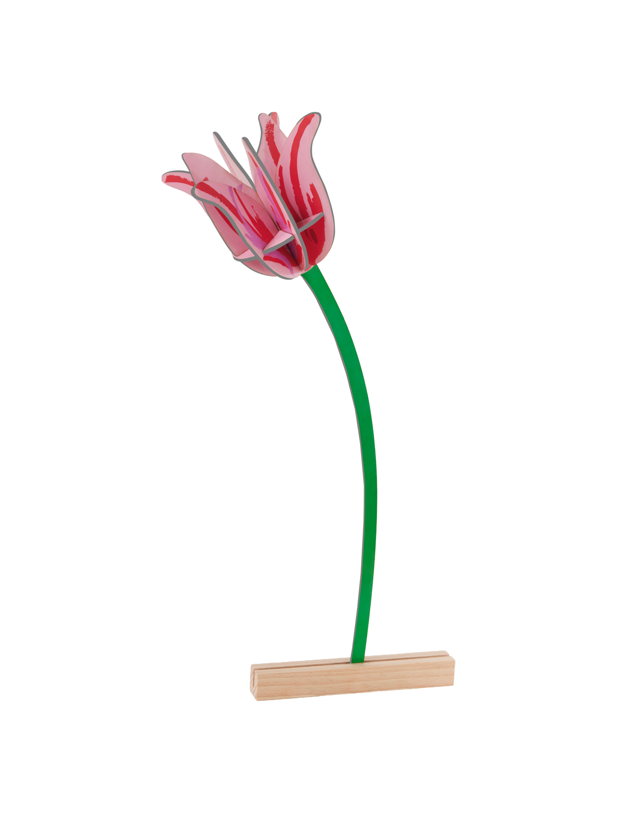 Picture of Pink Tulip 