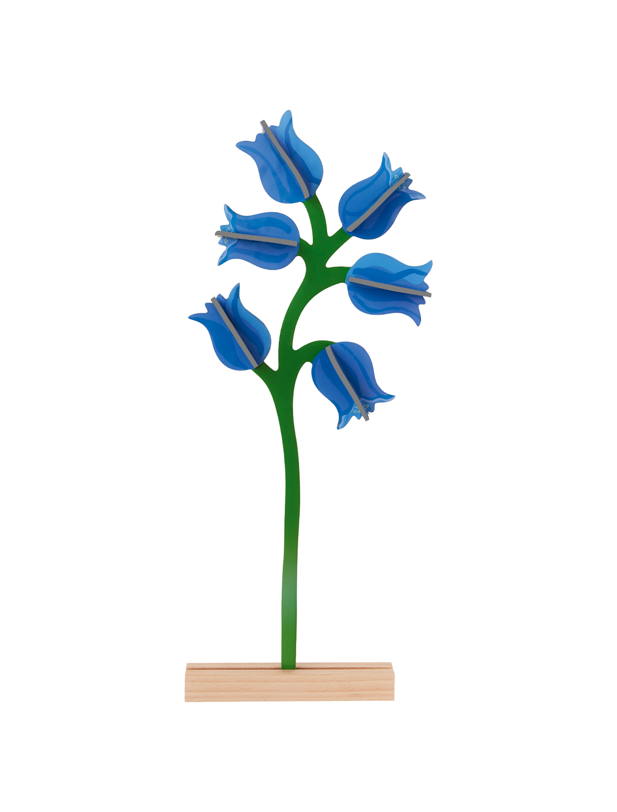 Picture of Campanula 