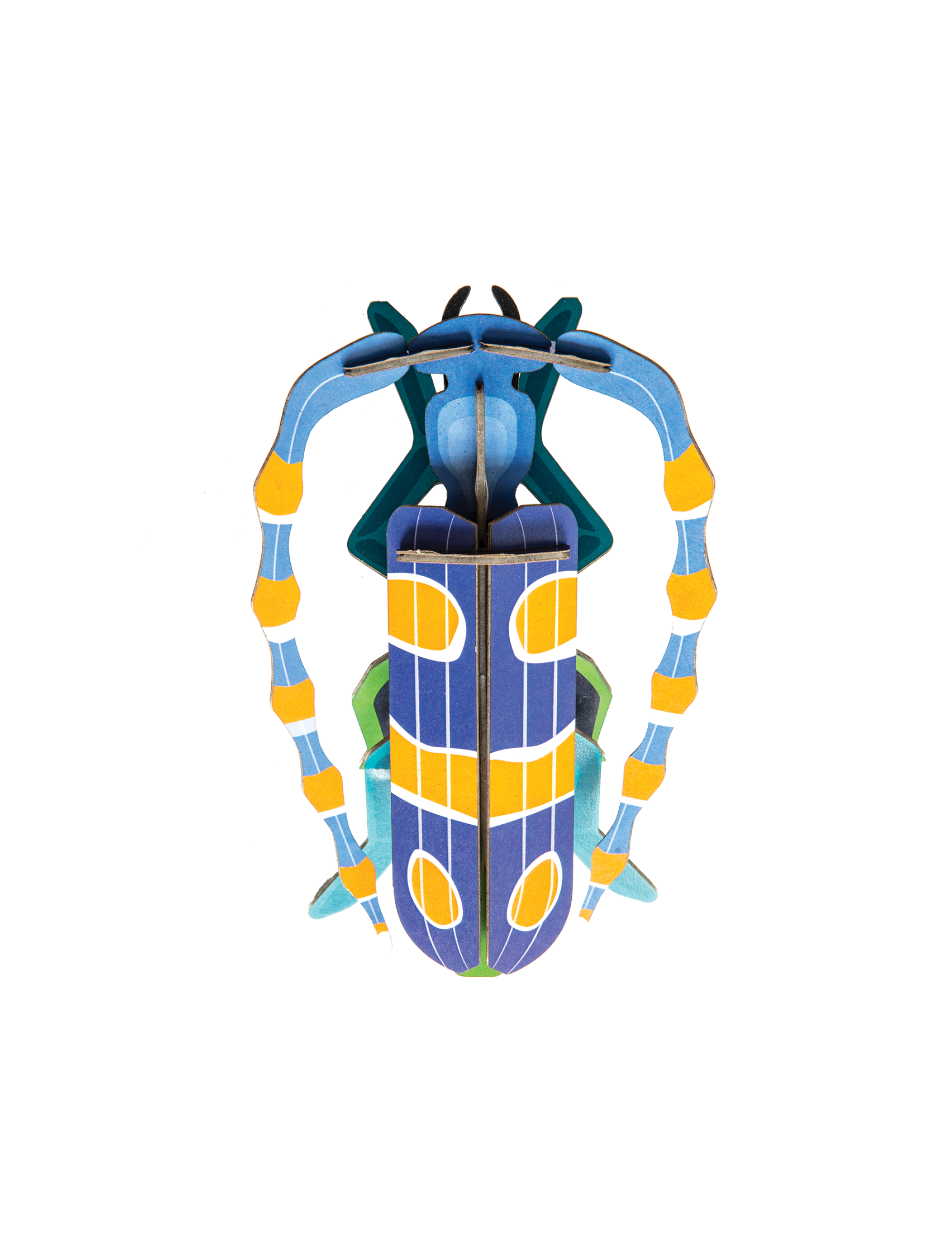 Picture of Rosalia Beetle 