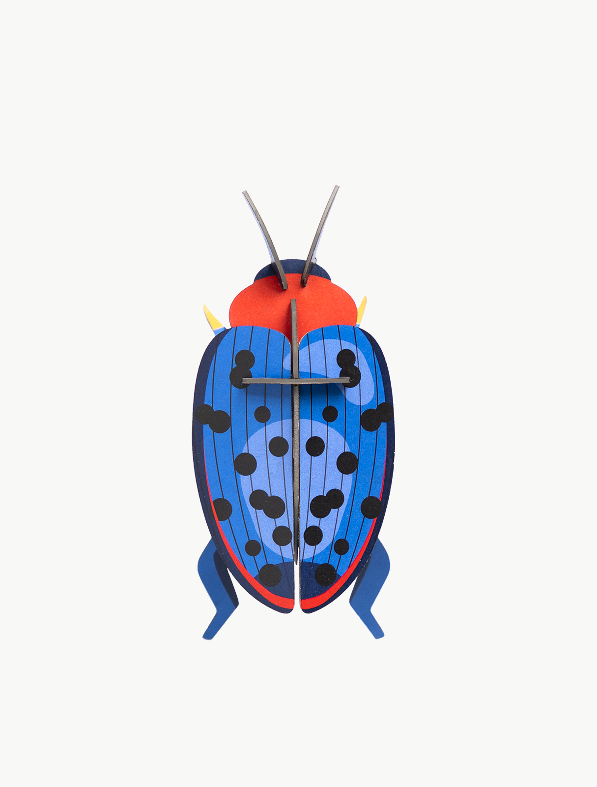 Picture of Fungus Beetle 