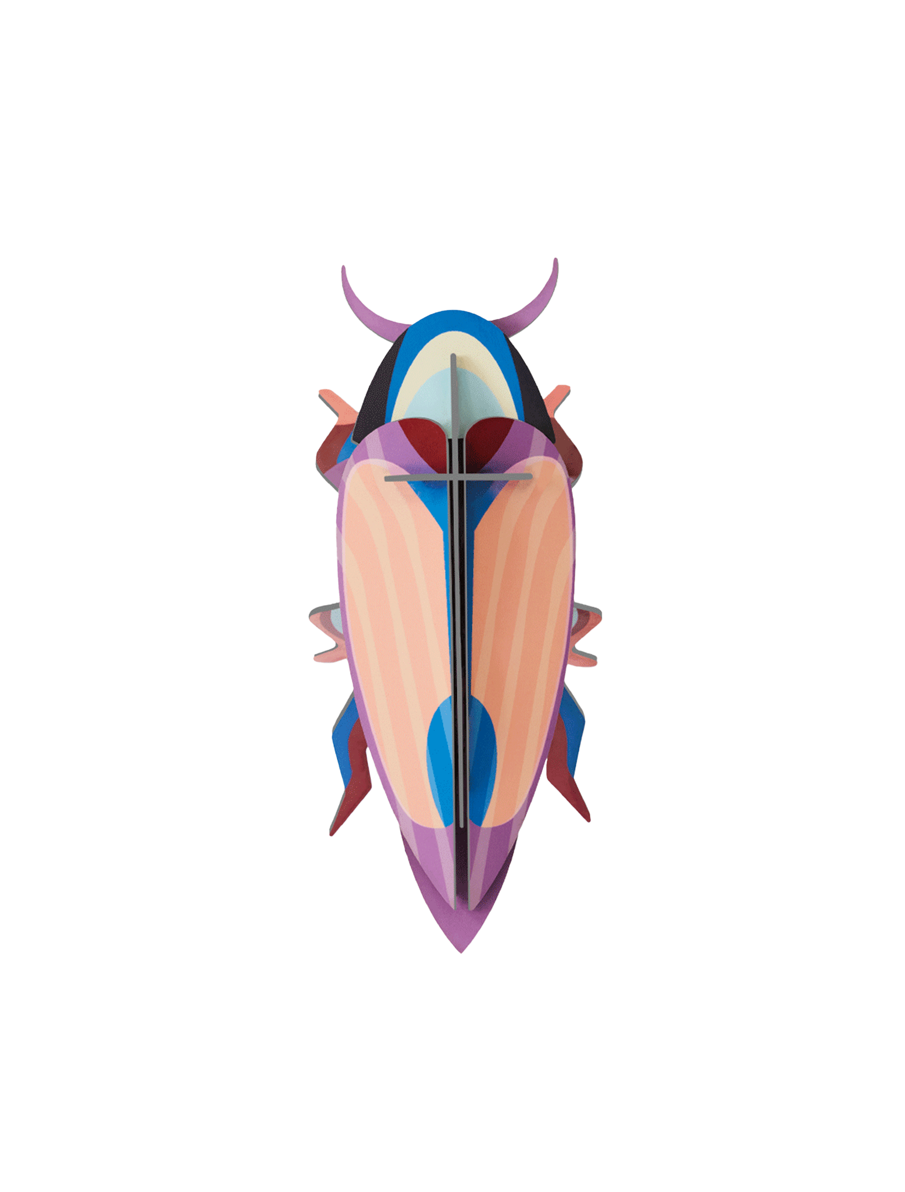 Picture of Violet Click Beetle