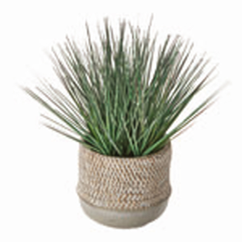 Picture of BAJA POTTED GRASS
