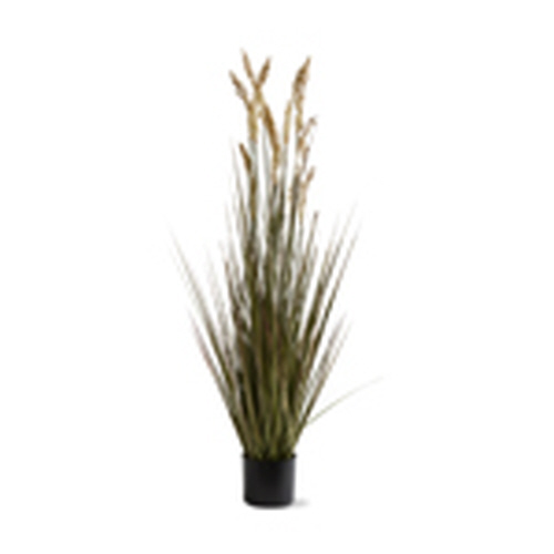 Picture of FIELD GRASS
