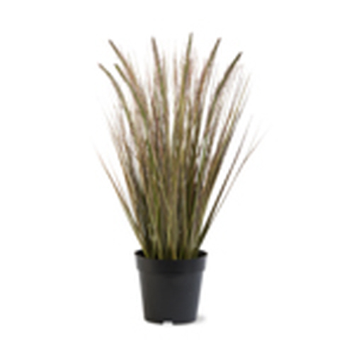 Picture of CATTAIL GRASS