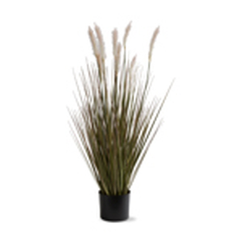 Picture of FOXTAIL GRASS