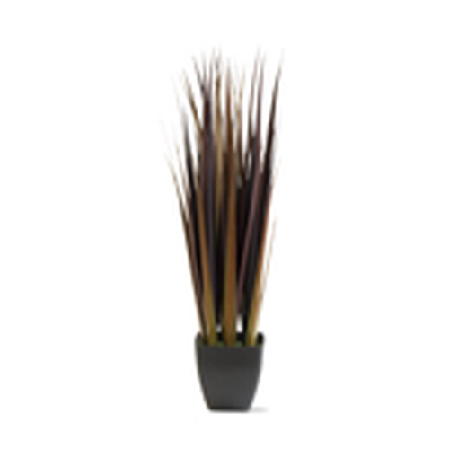 Picture of REDWOOD GRASS