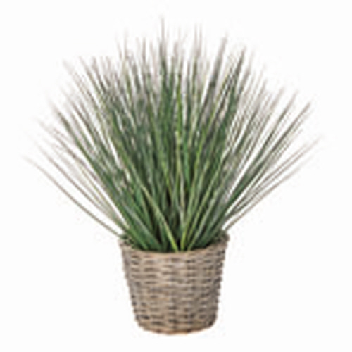 Picture of CHELSEA POTTED GRASS