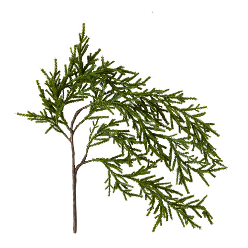Picture of WEEPING PENCIL PINE SPRAY