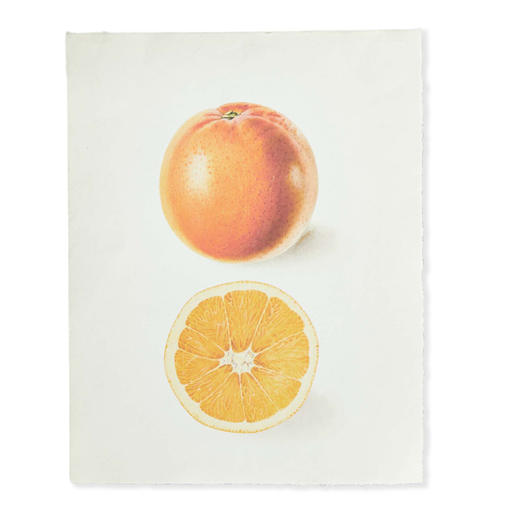 Picture of ORANGE DECKLED EDGE PRINT 11X14