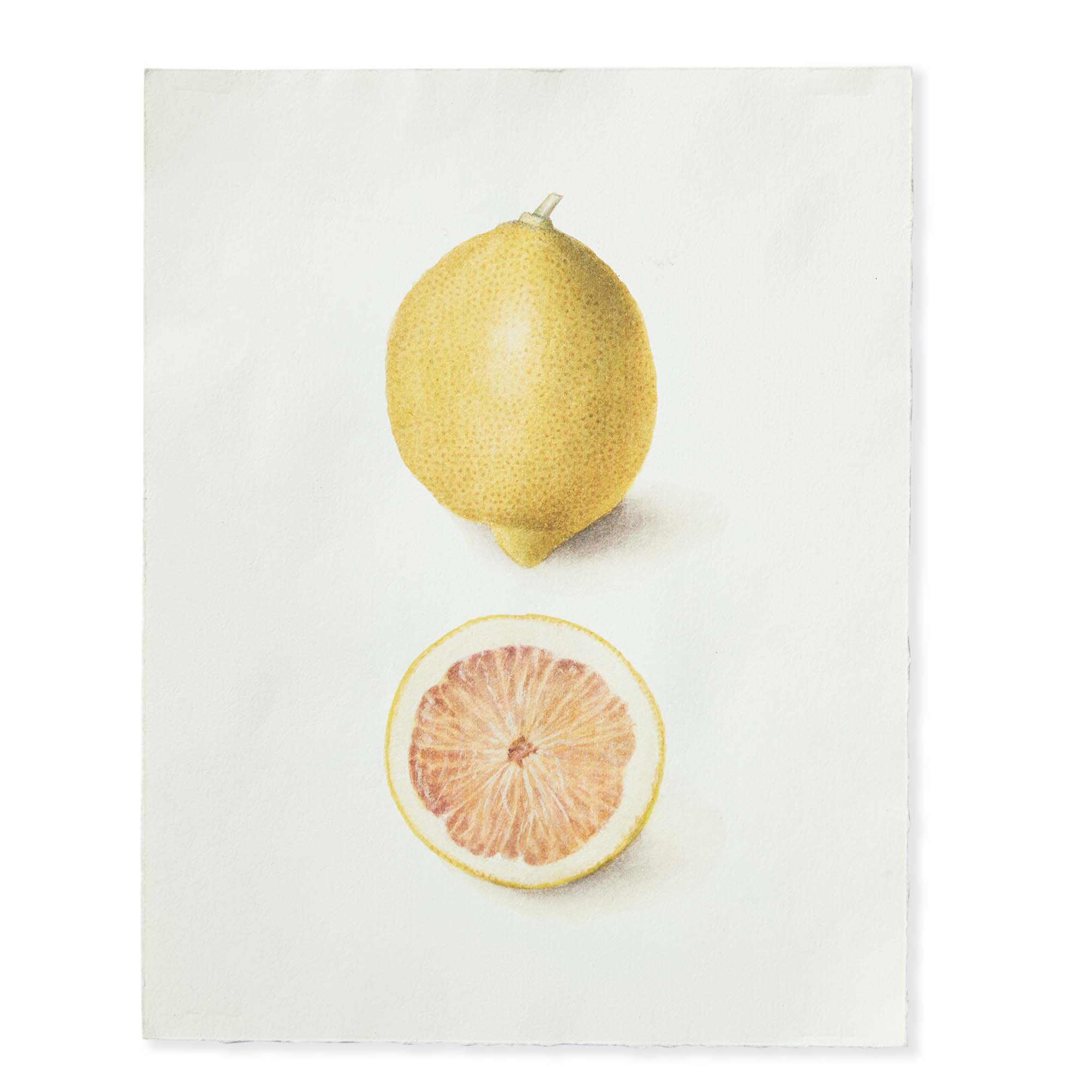 Picture of LEMON DECKLED EDGE PRINT 11X14