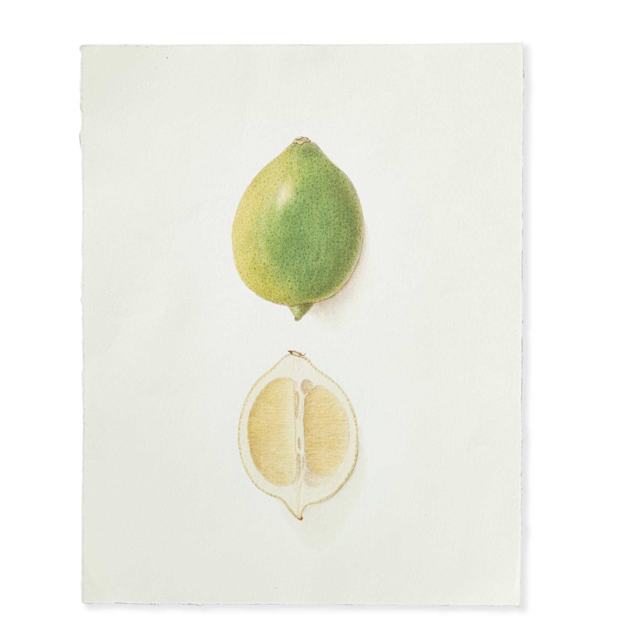 Picture of LIME DECKLED EDGE PRINT 11X14