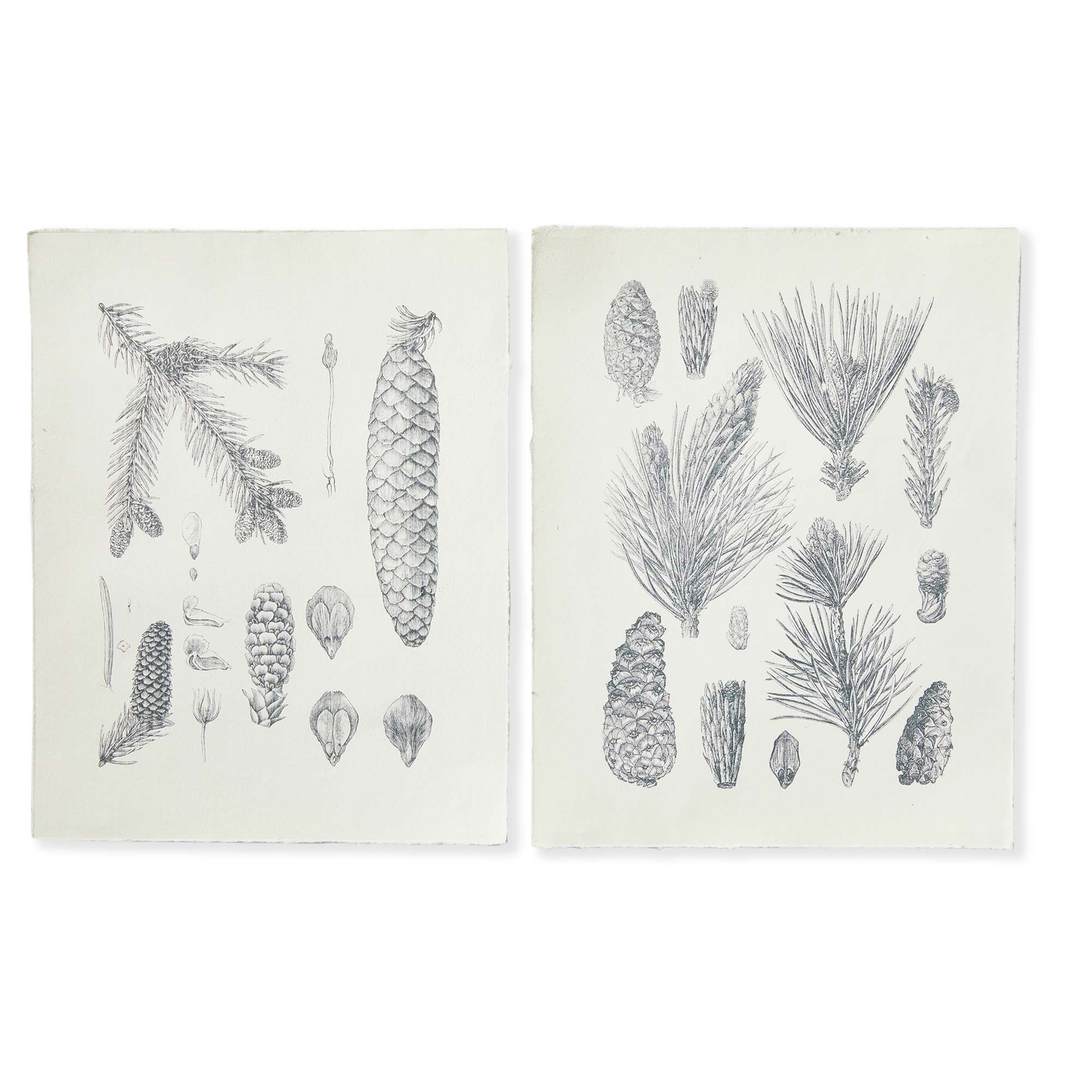 Picture of PINECONE I & II DCKLD EDGE PRNT ASMT/2