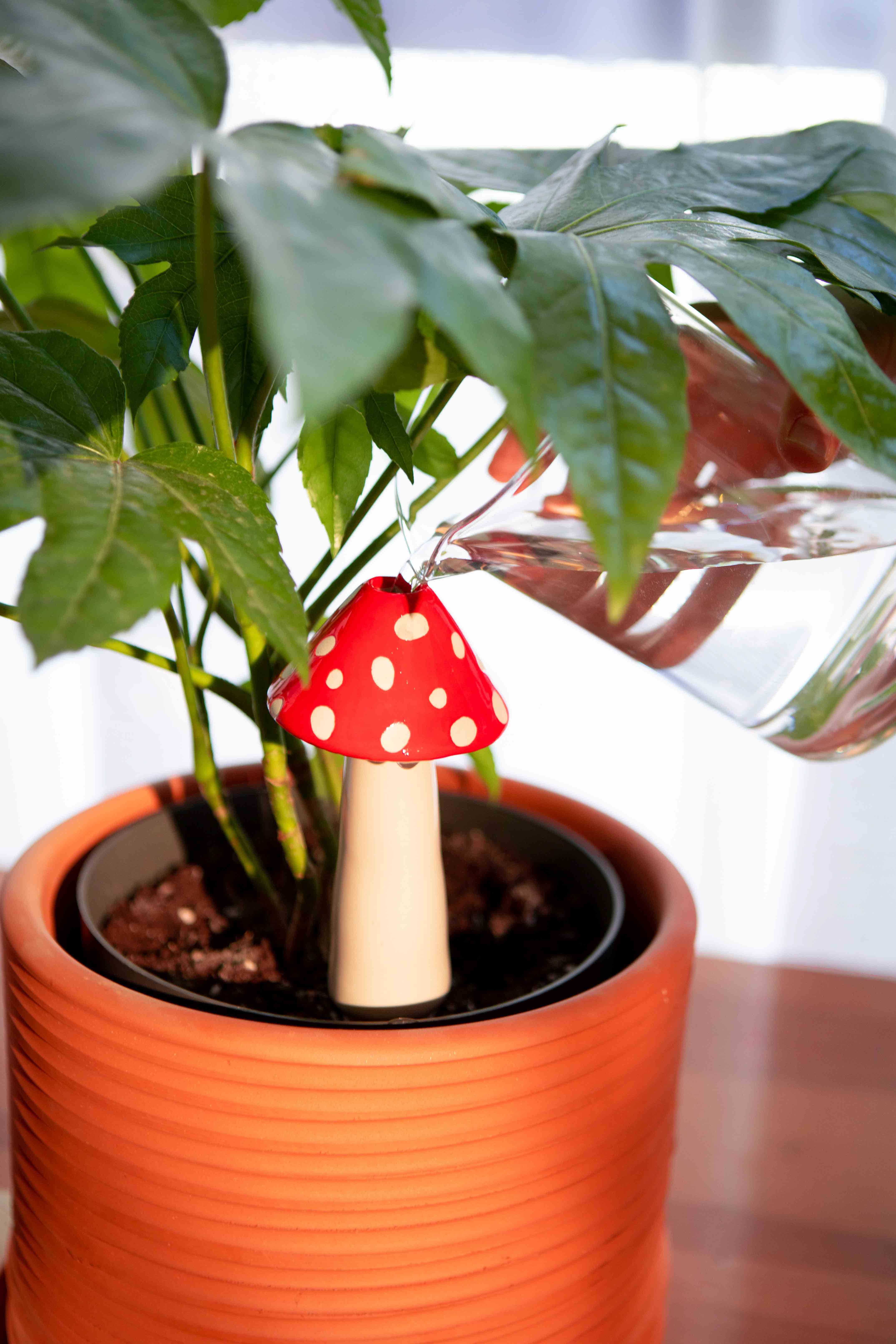 Picture of DOIY, Self-watering, Amanita
