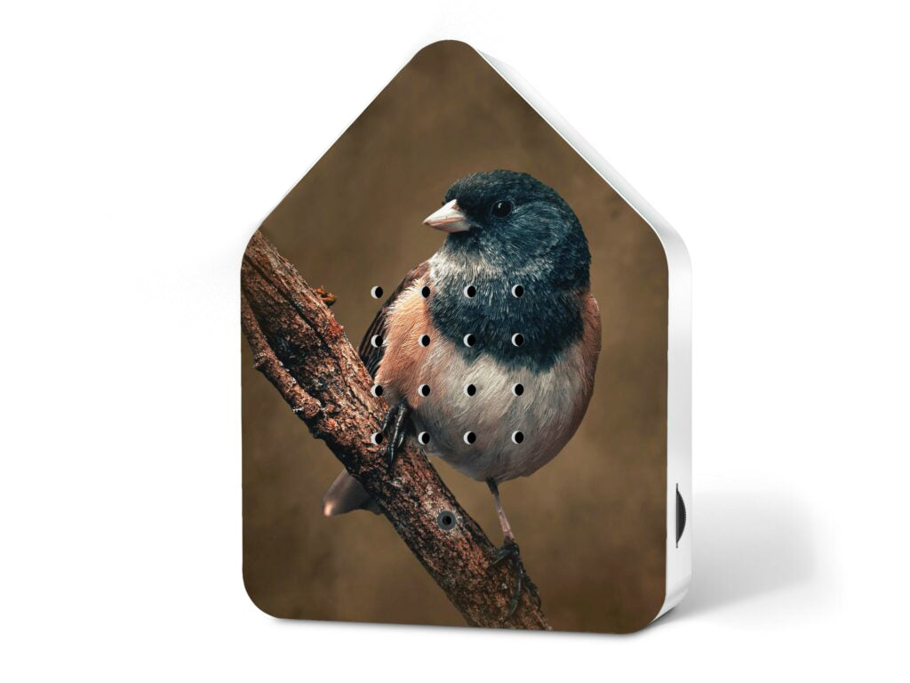 Picture of Birdybox American Robin